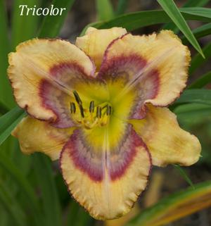 Tricolor