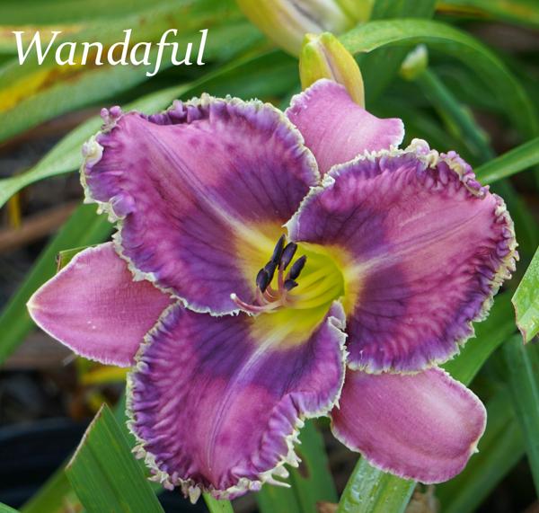 Wandaful2